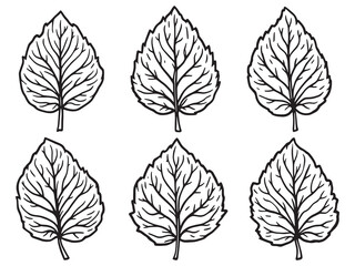 Fine Line Dogwood Leaf Illustration for Botanical Art Projects