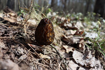 Morchella. This is a delicacy mushroom. It grows in the forest in spring. The mushroom is brown.
 Morel mushrooms grow in the spring forest. Morchella mushroom in the wild. Hunting and picking mushroo