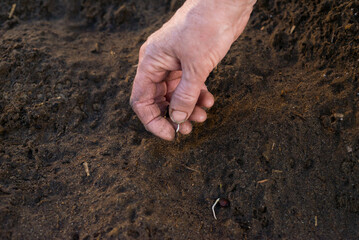 Planting Seeds in Soil Woman's Hands Gardening Growing Plants