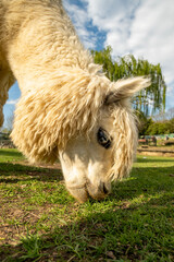 Alpaca llama eating grass on farm