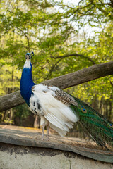 Indian Blue Pied Peacock or Peahen