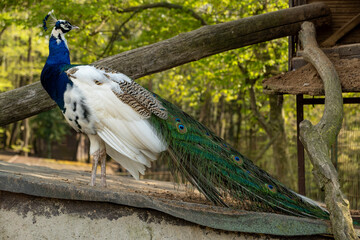 Indian Blue Pied Peacock or Peahen