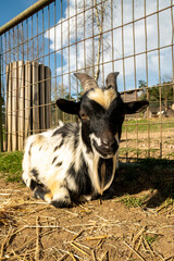 A goat resting in the evening on a farm