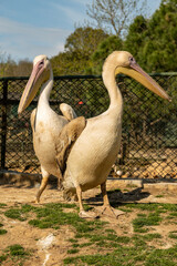 Two pelicans rest in the park in the evening