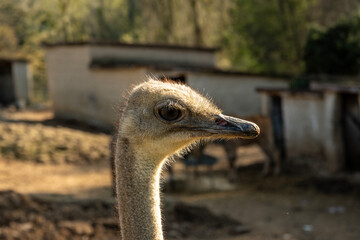 Portrait of an ostrich in the evening