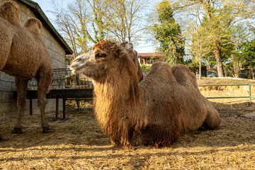 A tired camel is resting one evening