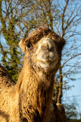 A tired camel is resting one evening
