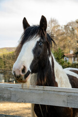 Portrait of blue eyed horse on farm