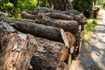 Woodpile piled up in the forest