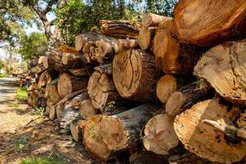 Woodpile piled up in the forest
