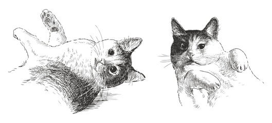 Two cute well-fed domestic cats, realistic hand drawn vector illustration isolated on white