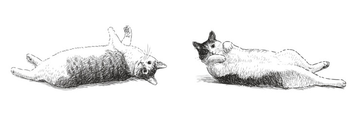 Two cute well-fed domestic cats lying, resting, realistic hand drawn vector illustration isolated on white