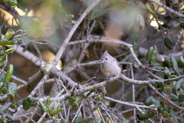 Small Oak Titmouse bird sits perched on a thin branch with an alert eye out for danger