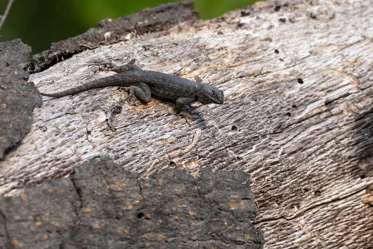 Scaley lizard soaks up the morning sunshine resting on the wooden log in the meadow