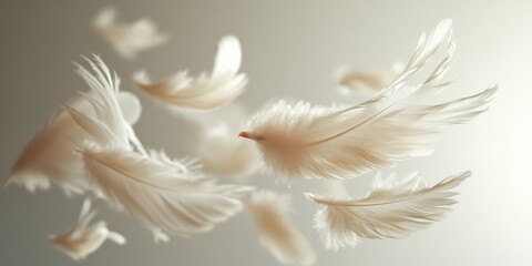 Obraz premium Floating white feathers in soft light nature ethereal atmosphere