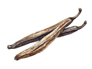 Two vanilla beans PNG close up on a transparent background showcasing their texture and natural color variations