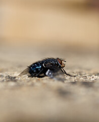 fly on a leaf
