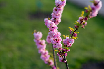 Spring Blossoming Branches with Pink Flowers on Soft Blurred Background 