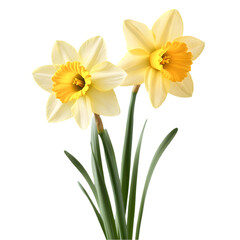 Fototapeta premium A close up shot of two yellow daffodils with green stems against a solid black color background image