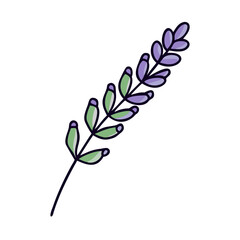 Lavender flower drawing vector illustration botanical plant purple and green floral design element