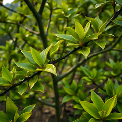 Obraz premium Close-up of fresh tea leaves on trees at the plantation during morning