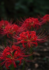 Crimson Radiance: A close-up showcasing the vibrant, delicate beauty of Spider Lily blossoms against a softly blurred, deep green backdrop, evoking serenity