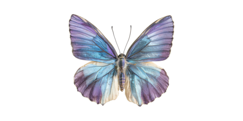 Vibrant Blue And Purple Butterfly. Symbol Of Transformation And Beauty Isolated On Transparent Background