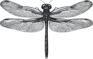 Detailed black and white vector illustration of a dragonfly with delicate wings and segmented body