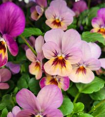 Light pink pansies in the garden for floral and gardening background