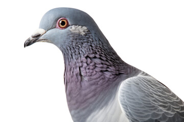 City Pigeon Bird