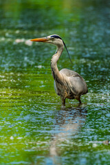 Grey heron in the river