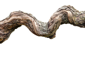 Fototapeta premium Curved Forest Branch 