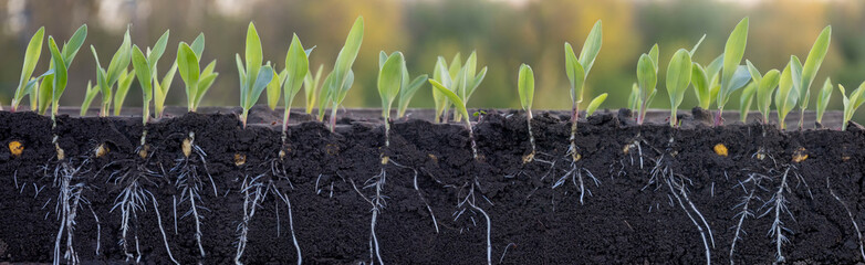 Young corn seedlings with roots