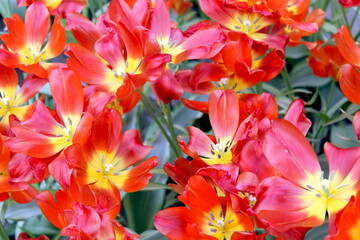 A vibrant cluster of flowers featuring large red and yellow petals, creating a striking display of color and energy in full bloom. 