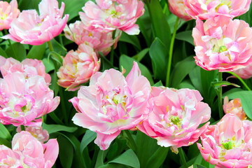 Detailed close-up of a wildflower meadow filled with pale pink flowers featuring wide petals, celebrating gentle colors and serene beauty.