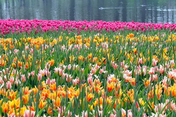 A stunning field of colorful tulips in full bloom with a tranquil lake in the background, blending...