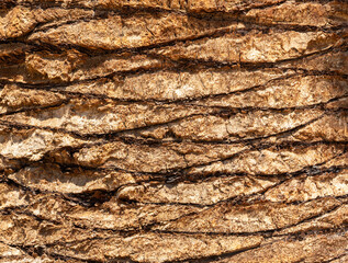 Detailed Texture of Palm Tree Bark. Closeup view of the textured patterned trunk of a tropical coconut palm tree. Close up of the tree trunk of a Date coconut Palm tree (Phoenix dactylifera)