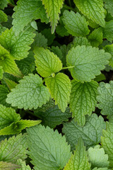 Young juicy green nettle foliage