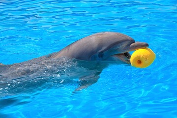 水族館のプールで楽しそうに遊ぶイルカ