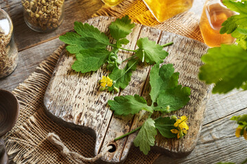 Fresh tetterwort or greater celandine leaves and flowers - ingredient for herbal tincture