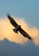 Fototapeta premium Majestic Eagle in Flight: Golden Hour Silhouette