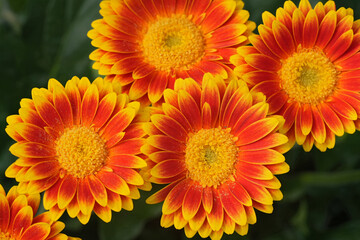 A vibrant cluster of yellow and orange gerbera daisies, radiating warmth and beauty in full bloom, capturing nature's artistry.