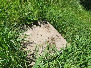 A close-up view of a concrete slab surrounded by lush green grass in outdoor sunlight, depicting nature meeting human infrastructure amidst a serene and vibrant environment.