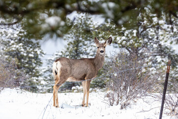 Obraz premium A peaceful winter scene shows a pair of deer pausing amid snow-covered ground in the forests of Boulder, CO