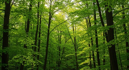 Fototapeta premium Luminous Spring Forest: A Serene Canopy of Verdant Greens