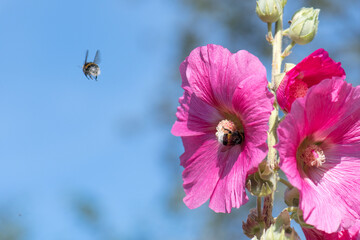 Close-up of two Bumblebees pollinating pink hollyhock flowers on a sunny summer day