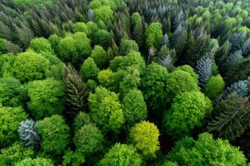 Aerial view of lush green forest with diverse tree species in scenic landscape