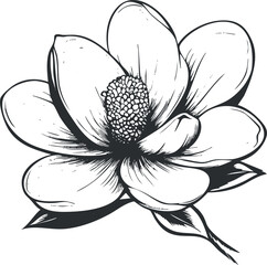 Black and white outline illustration of a magnolia flower with detailed petals and leaves, isolated on white background © vadymstock
