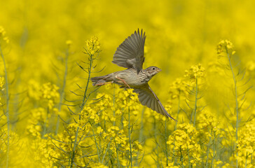 corn bunting Emberiza calandra in early spring somewhere in Central France