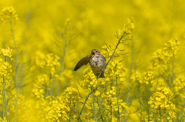 corn bunting Emberiza calandra in early spring somewhere in Central France